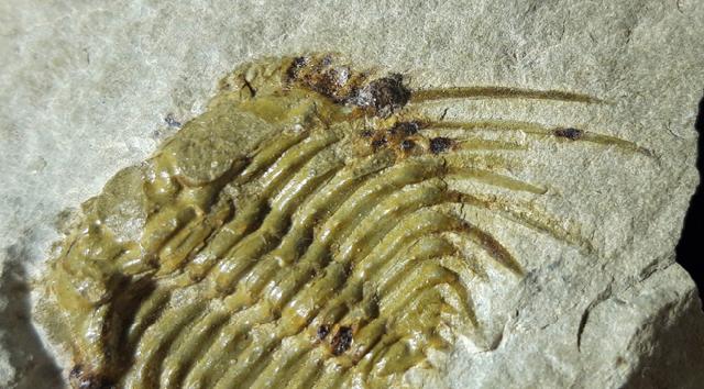 Kettneraspis seiberti BASSE in BASSE & MLLER 2004 - Bild © FossNet FossilienStore